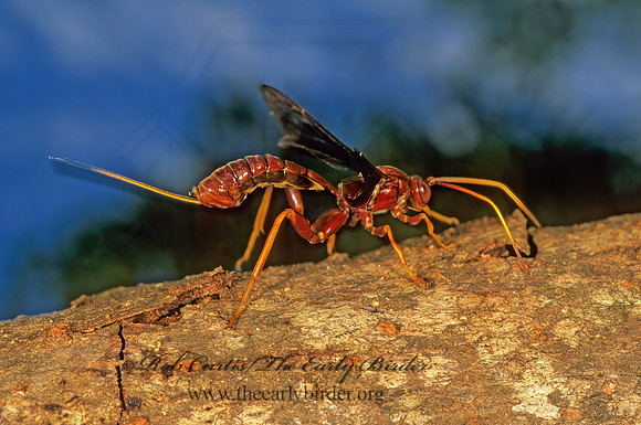 Labena grallator 248301 z