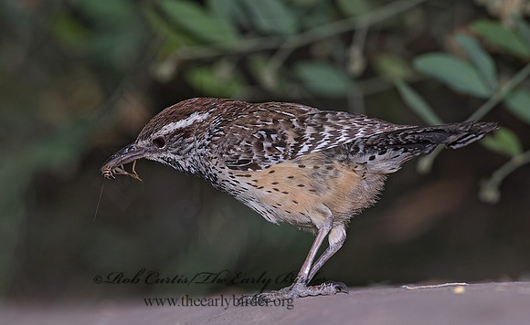 Campylorhynchos brunneicapillus  CACTUS WREN 6025263z