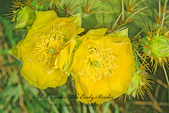 Opuntia compressa  EASTERN PRICKLY PEAR CACTUS 88917z