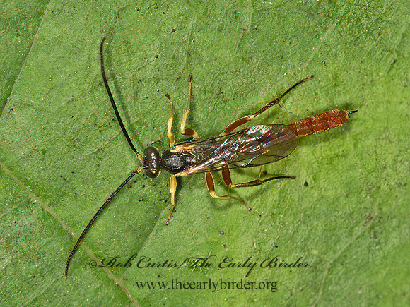 Dusona  CAMPOPLEGINAE ICHNEUMON WASP 9041287z