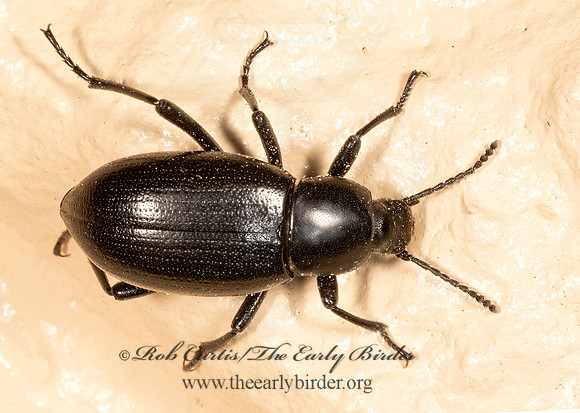 Eleodes carbonaria  DESERT STINK BEETLE 3036249z