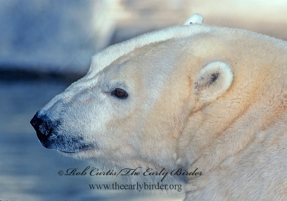 Ursus maritimus  POLAR BEAR 97234z