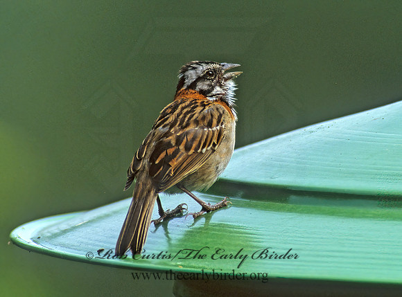 Zonotrichia capensis  RUFOUS-COLLARED SPARROW 205526z