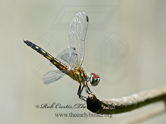 Pachydiplax longipennis BLUE DASHER 9039834z