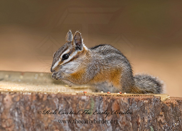 Neotamias dorsalis  CLIFF CHIPMUNK 6026932z