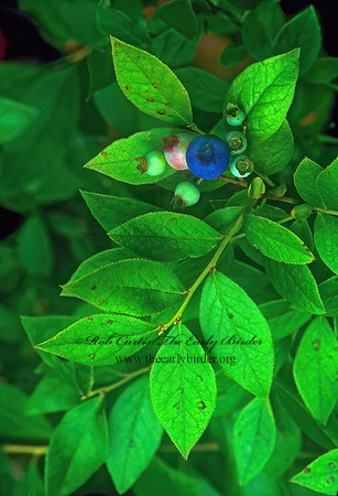 Vaccinium angustifolium  LOW SWEET BLUEBERRY 267616 z