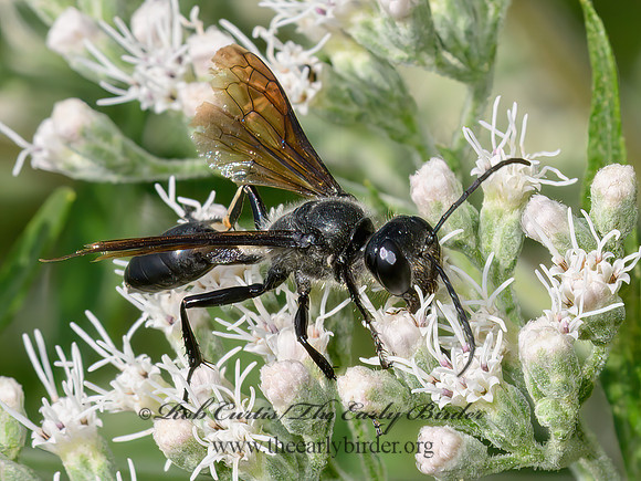 Isodontia 9064635z