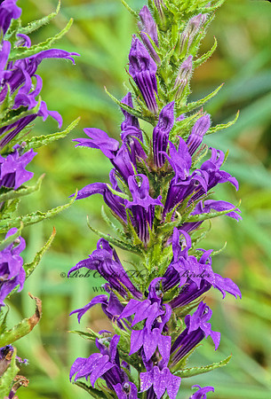 Lobelia siphilitica  GREAT BLUE LOBELIA 269415z