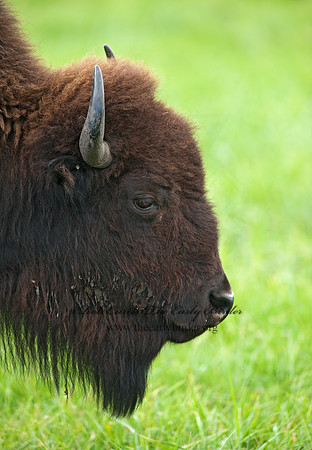 Bison bison  BISON 8023950z