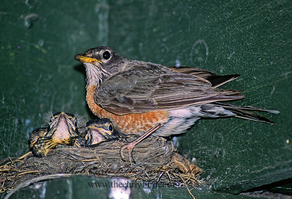 Turdus migratorius  AMERICAN ROBIN 72132z