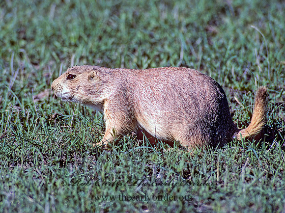 Cynomys ludovicianus  BLACK-TAILED PRAIRIE DOG 134314z