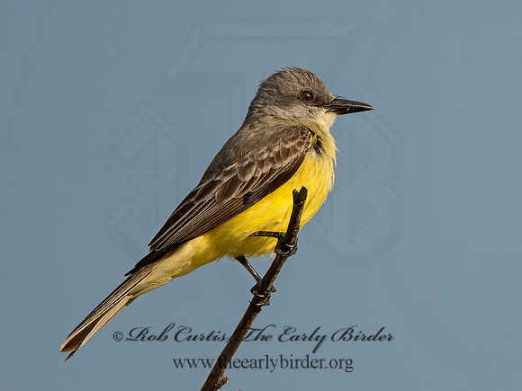 Tyrannus couchii  COUCH'S KINGBIRD 3035941z