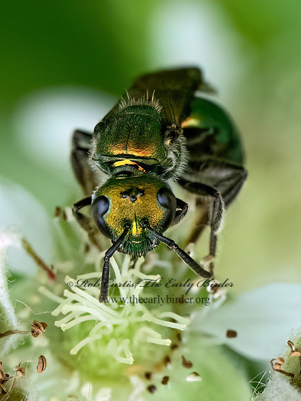 Augochlora pura PURE GREEN SWEAT BEE 9078638z