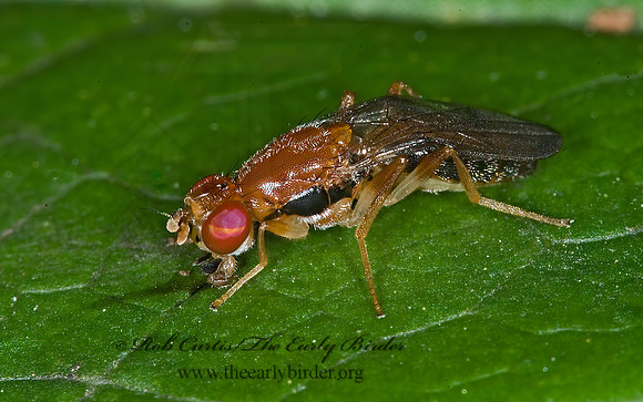 Chyliza apicalis  RUST FLY 6007808z