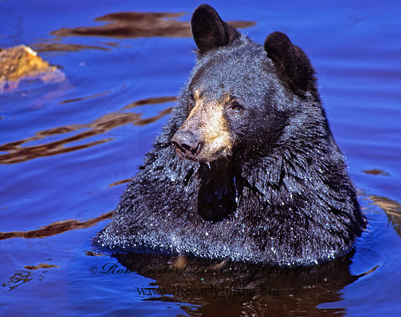 Ursus americanus  BLACK BEAR  301929z