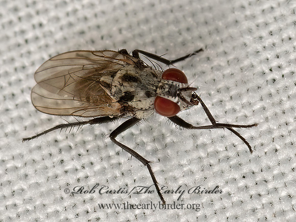 Anthomyia procellaris or ottawana  ROOT-MAGGOT FLY 3022784z