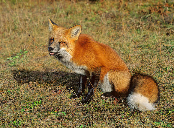 Vulpes vulpes  RED FOX 62332z