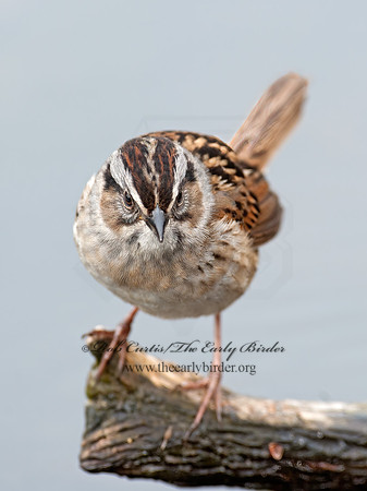 Melospiza georgiana  SWAMP SPARROW 8032758z