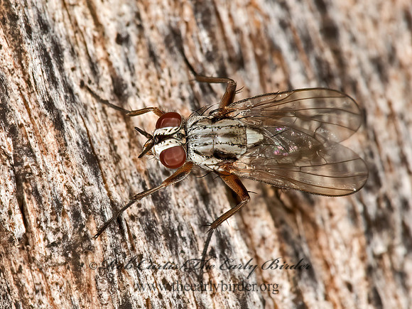 Eustalomyia vittipes  ROOT-MAGGOT FLY~ 9023857z