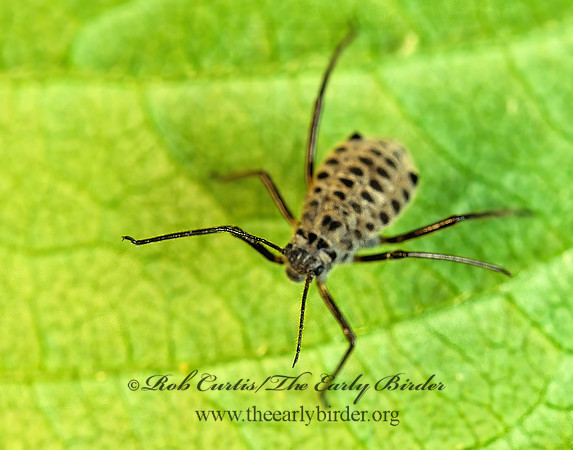 Longistigma caryae  GIANT BARK APHID 172536 z