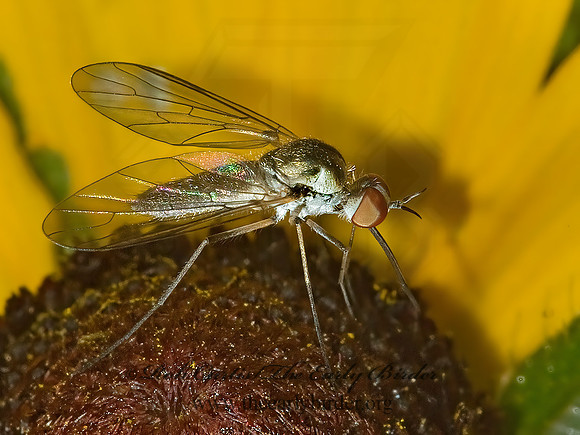 Geron calvus  BEE FLY 5011391 z