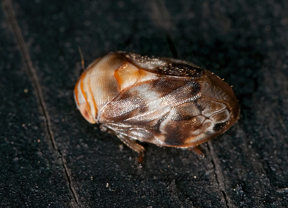 Clastoptera obtusa  ALDER SPITTLEBUG 3015684z