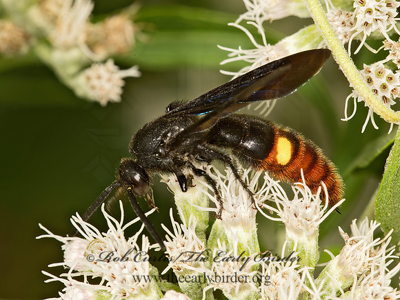 Scolia dubia  BLUE-WINGED SCOLIID 9050565z