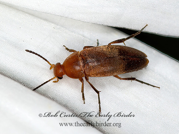 Anaspis rufa  FALSE FLOWER BEETLE 9031761z