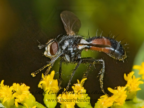 Cylindromyia interrupta  PHASIINAE TACHINID FLY 5014709z