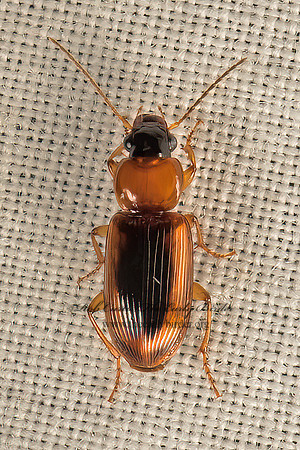 Stenolophus  SEEDCORN BEETLE 9050601z