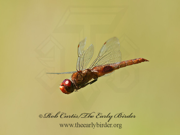 Pantala hymenaea SPOT-WINGED GLIDER 3014495z