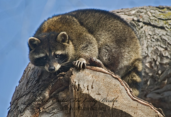 Procyon lotor  RACCOON 5017769 z