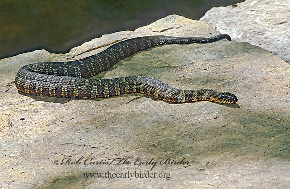 Nerodia  sipedon sipedon  NORTHERN WATER SNAKE 289332z