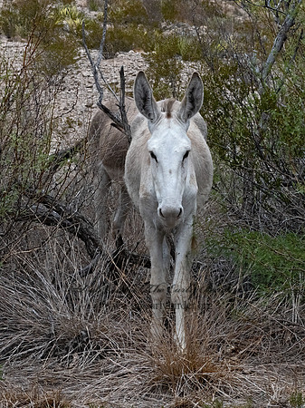 Equus asinus  DONKEY 3038241z