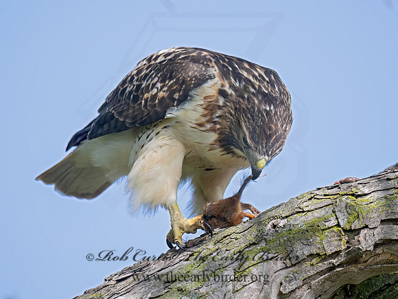 Buteo jamaicensis RED-TAILED HAWK 9084326z-