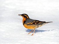Ixoreus naevius VARIED THRUSH 9007290z