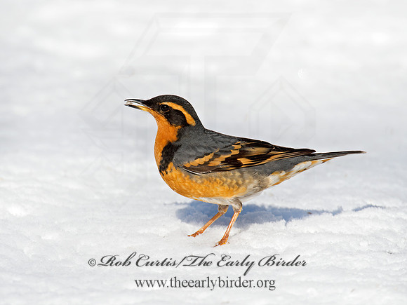 Ixoreus naevius  VARIED THRUSH 9007290z