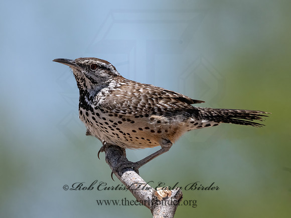 Campylorhynchus brunneicapillus  CACTUS WREN 3033850z