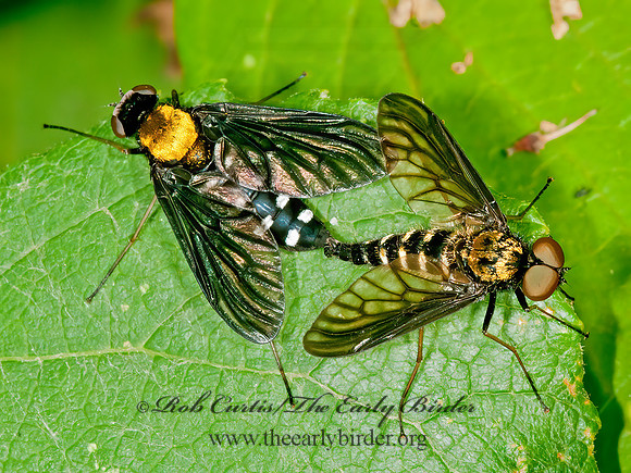 Chrysopilus thoracicus  SNIPE FLY 3013367z