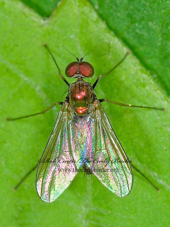 Diaphorus LONGLEGGED FLY 6008516z