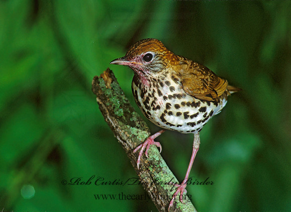 Hylocichla mustelina WOOD THRUSH 192907z
