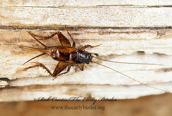Allonemobius  ROBUST GROUND CRICKET 201036z