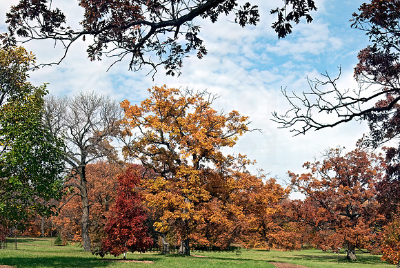 Morton Arboretum 6017702z