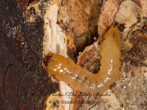 Synchroa punctata  SYNCHROID BEETLE 9042066z