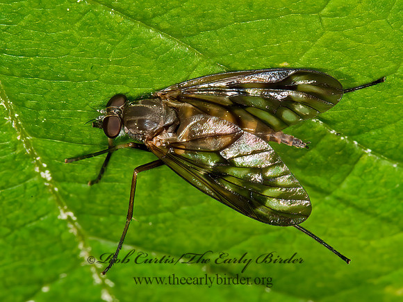 Rhagio mystaceus  COMMON SNIPE FLY 9031665z