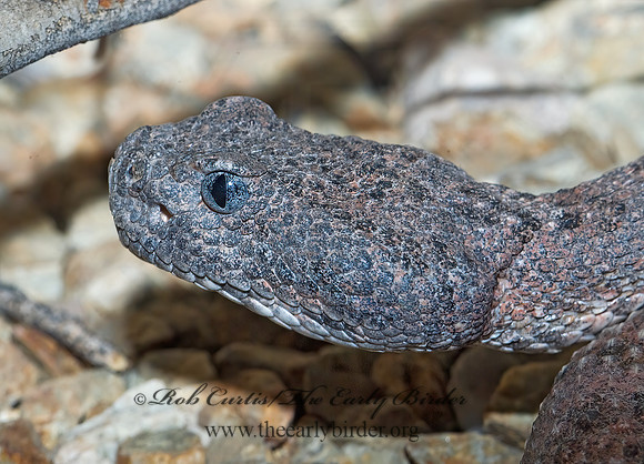Crotalus mitchellii  SPECKLED RATTLESNAKE 6025435z