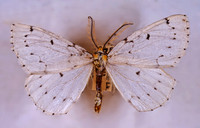 Cingilia catenaria CHAIN-DOTTED GEOMETER 294432z