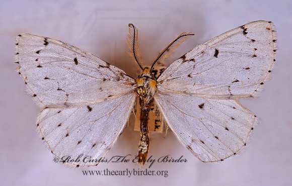 Cingilia catenaria CHAIN-DOTTED GEOMETER 294432z
