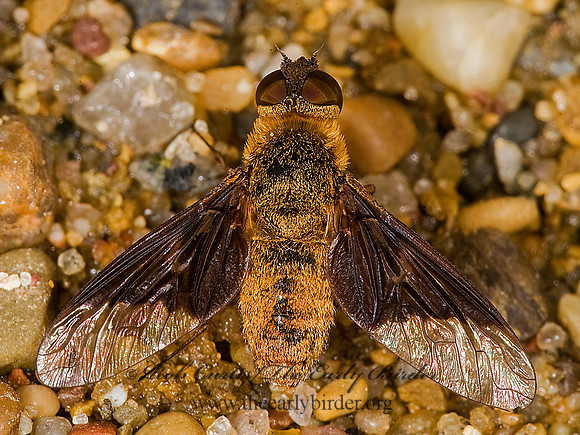 Chrysanthrax cypris VILIINI BEE FLY  8008523z