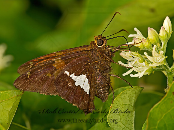 Epargyreus clarus  SILVER-SPOTTED SKIPPER 9048018z